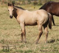 Miss Bee Bee's 2020 buckskin colt